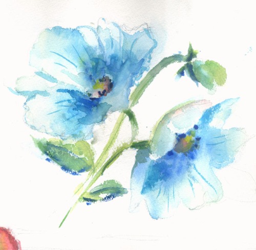 The blue poppies